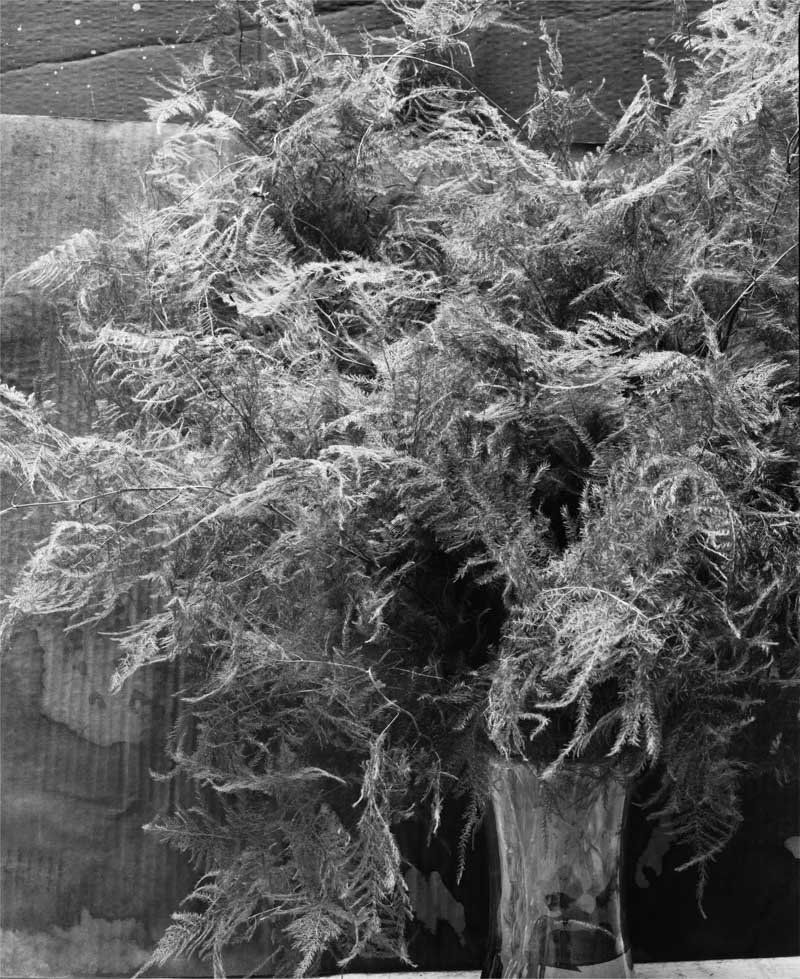 Melanie Schiff; Fern; 2016