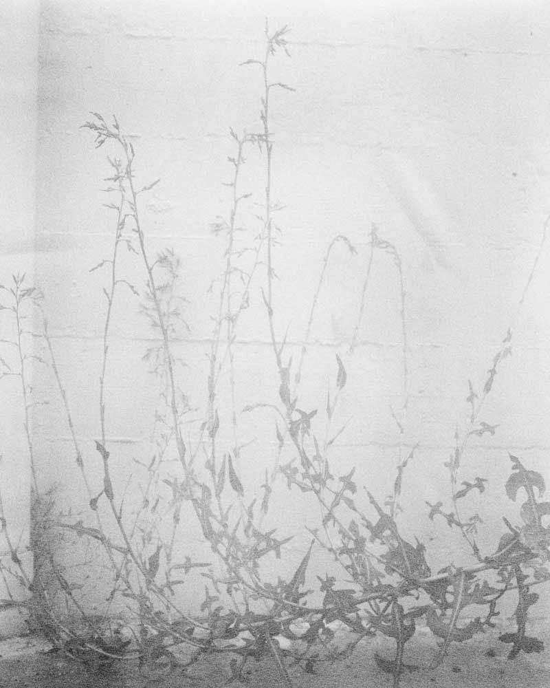 Melanie Schiff; Ghost Flowers; 2015