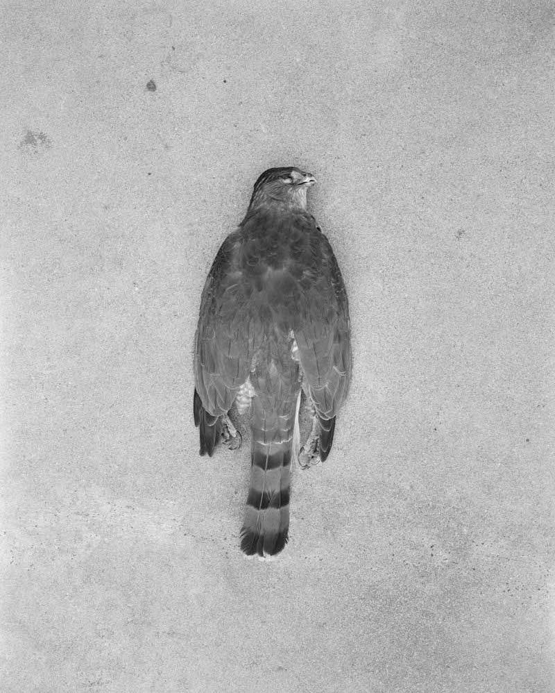 Melanie Schiff; Hawk Back; 2016