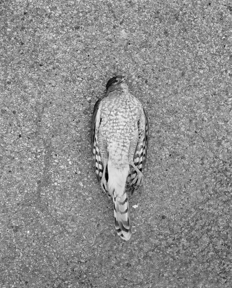 Melanie Schiff; Hawk Belly; 2016