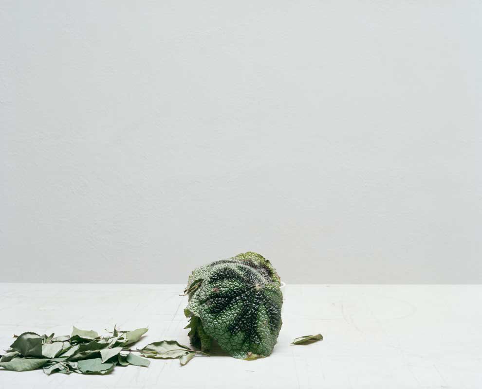Melanie Schiff; Little Leaves; 2016