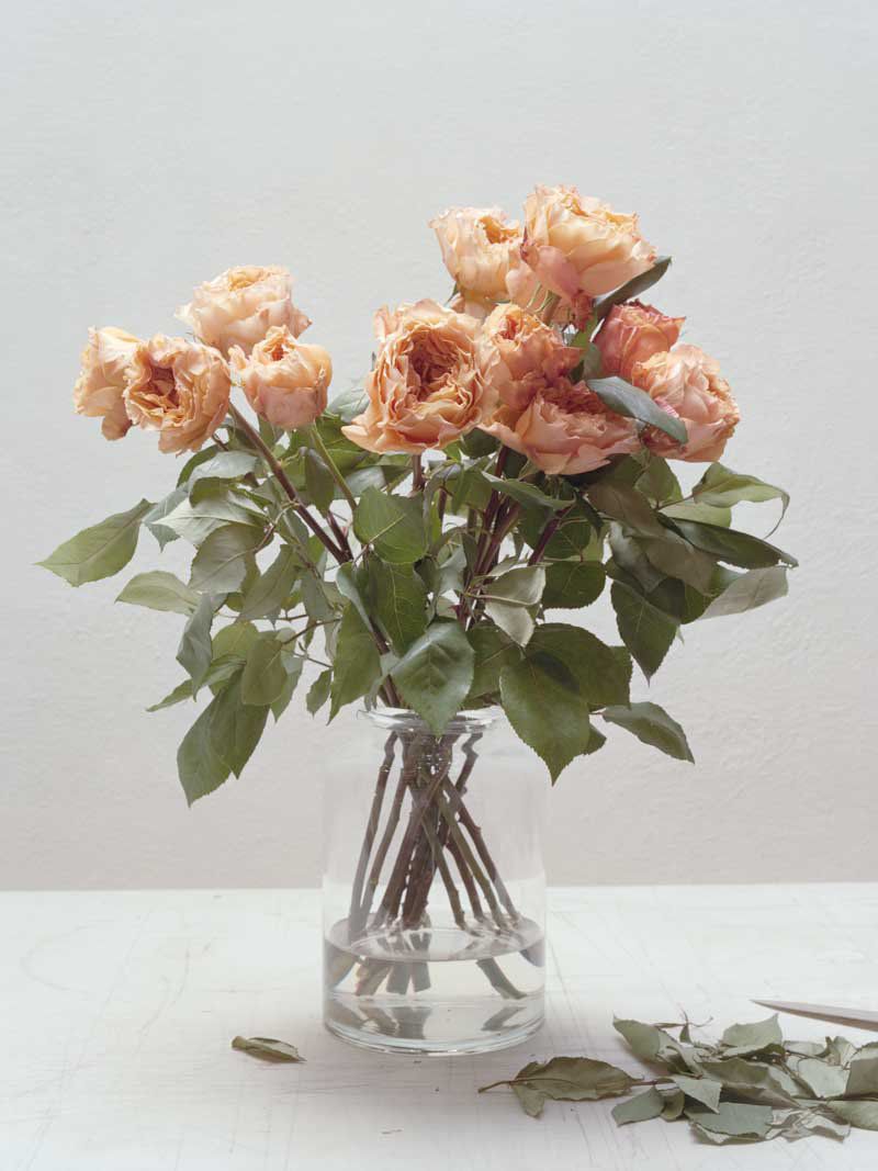 Melanie Schiff; White, Roses; 2016