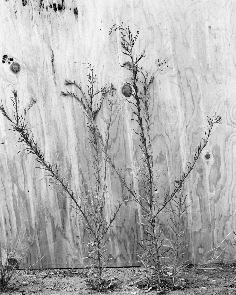 Melanie Schiff; Natives IV; 2015