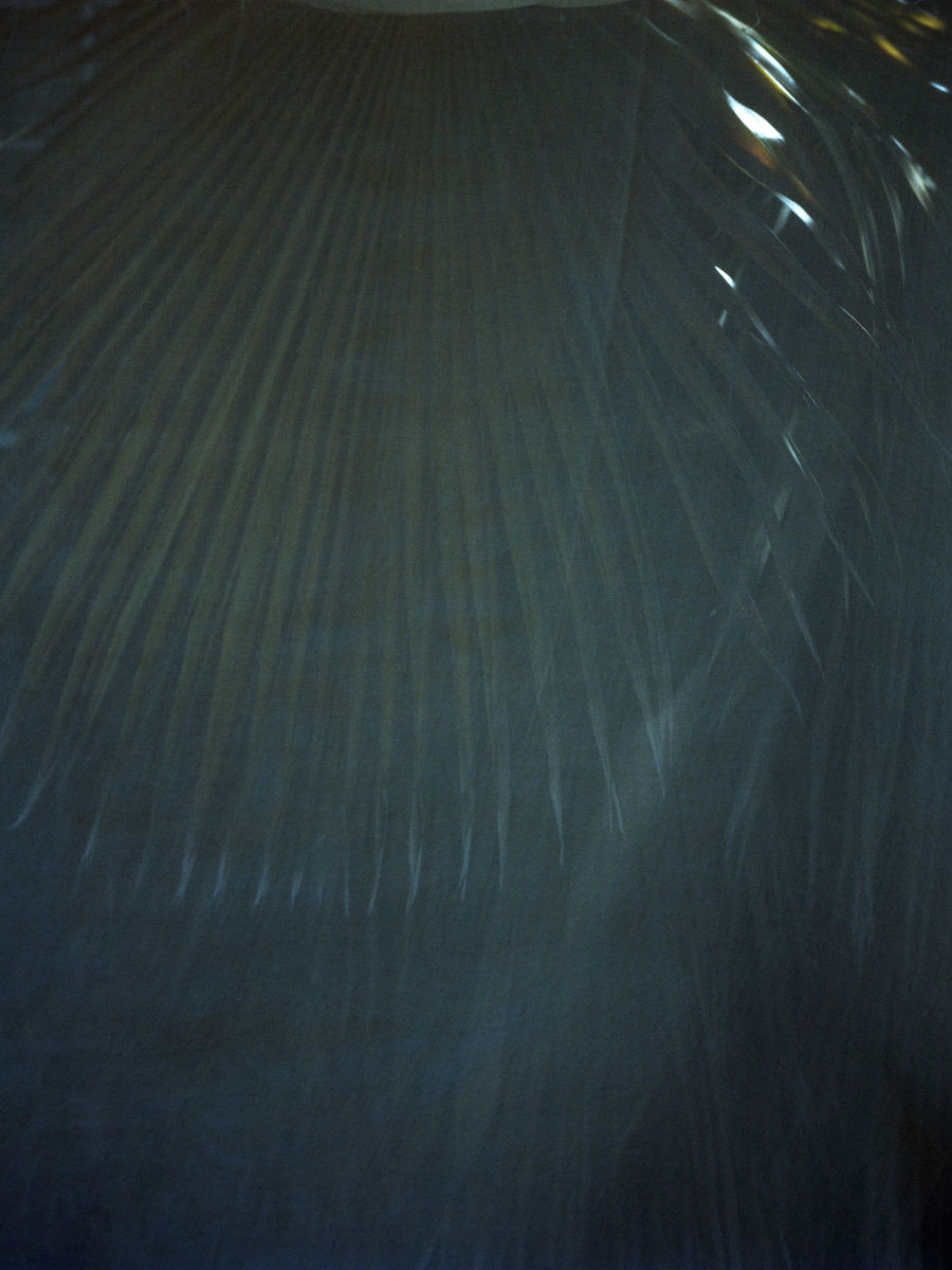 Melanie Schiff; Palm; 2015