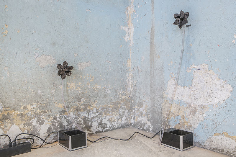Daniel G. Baird; murmur VII; 2019