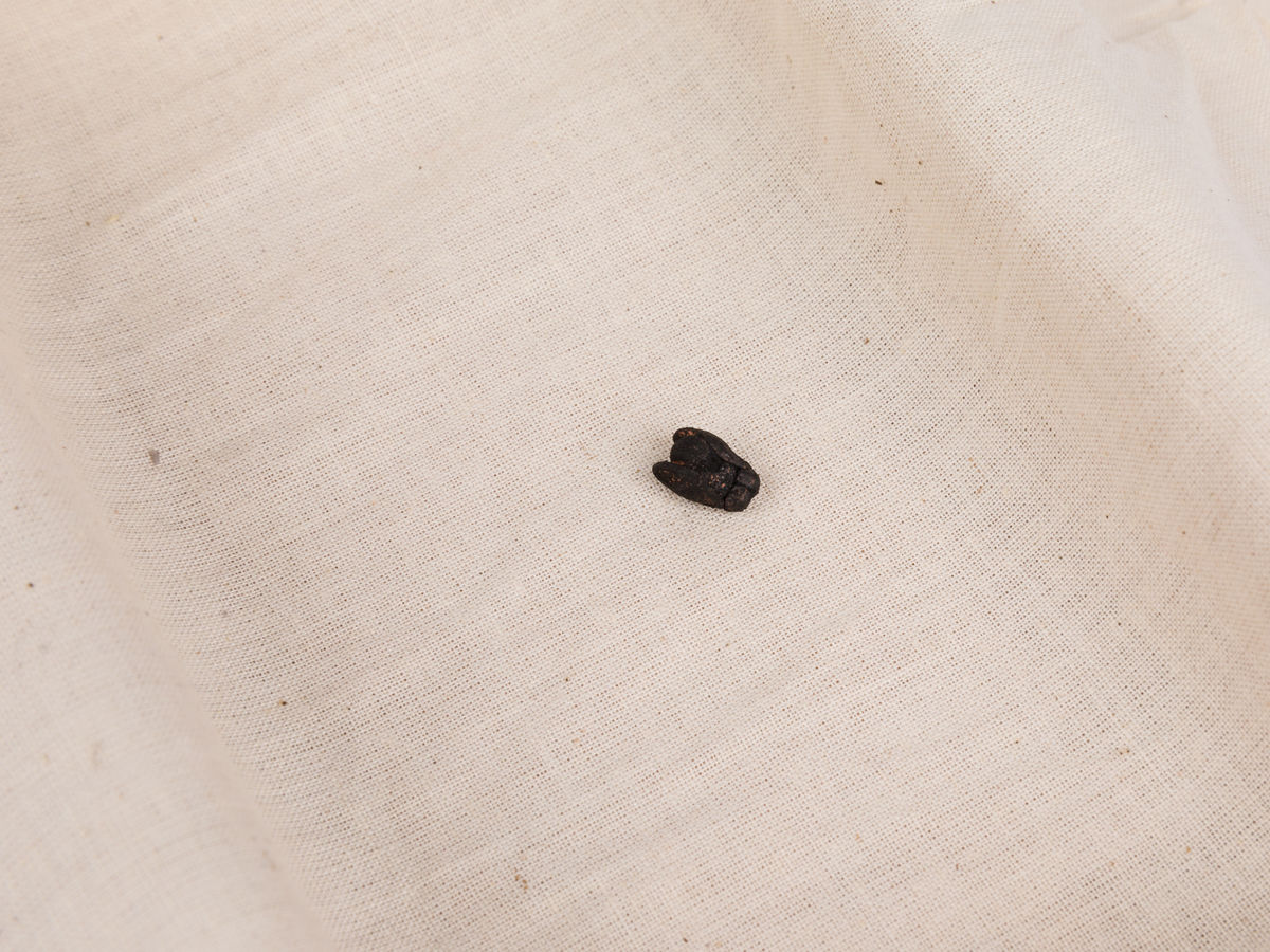 Soo Shin; The Body of a Fly; 2020