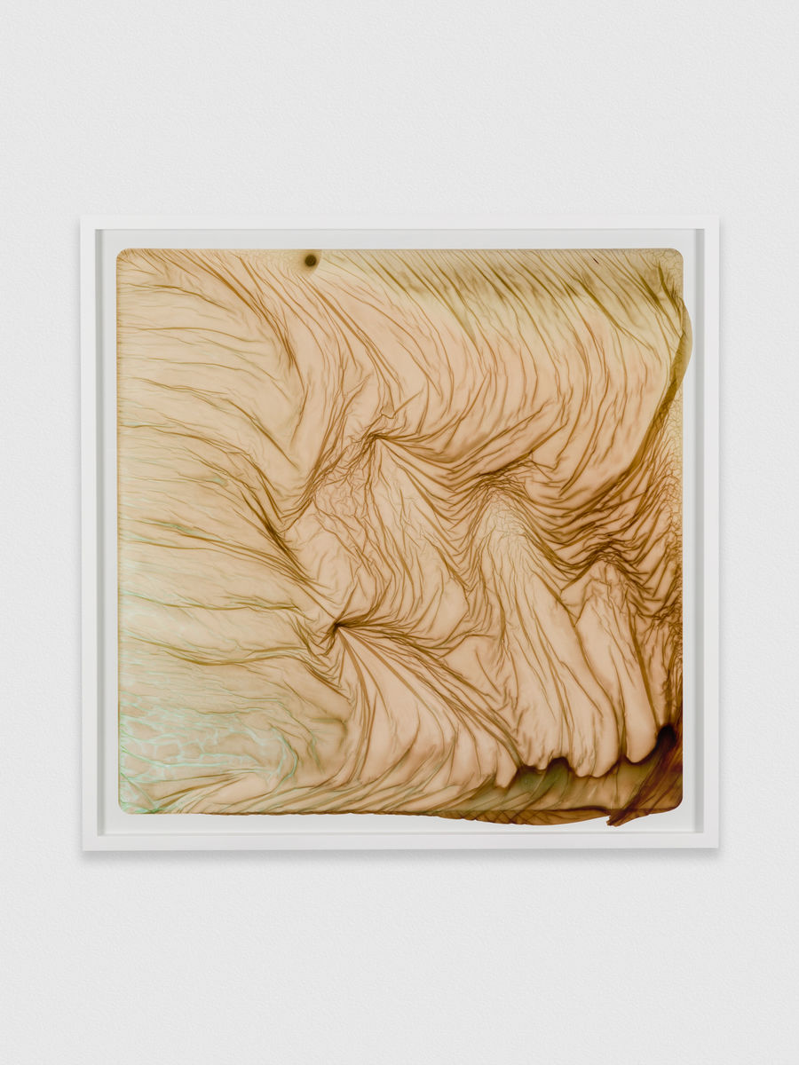 Brittany Nelson; Gelatin Silver 6; 2021