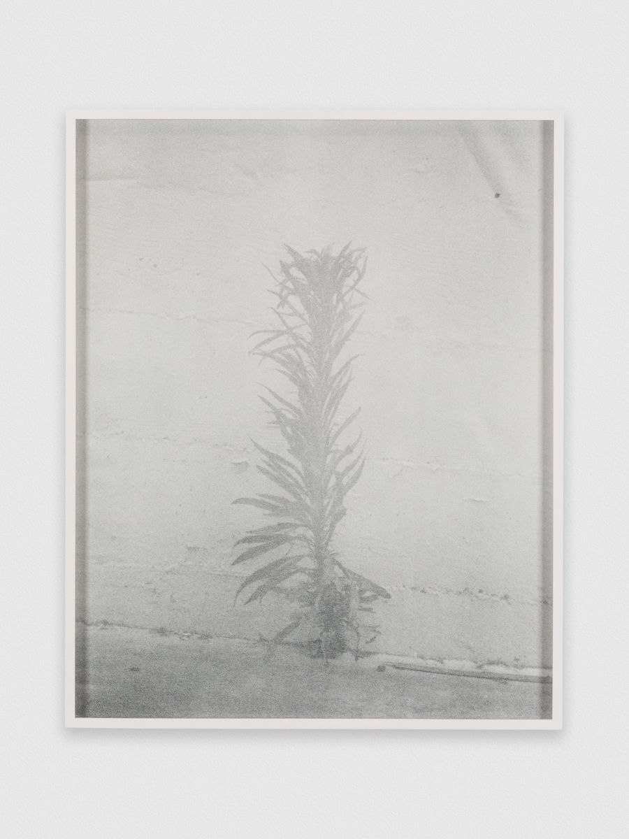 Melanie Schiff; Pale Weed; 2015