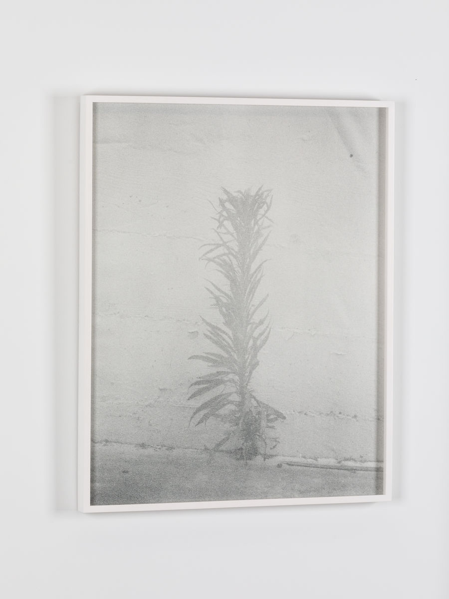 Melanie Schiff; Pale Weed; 2015