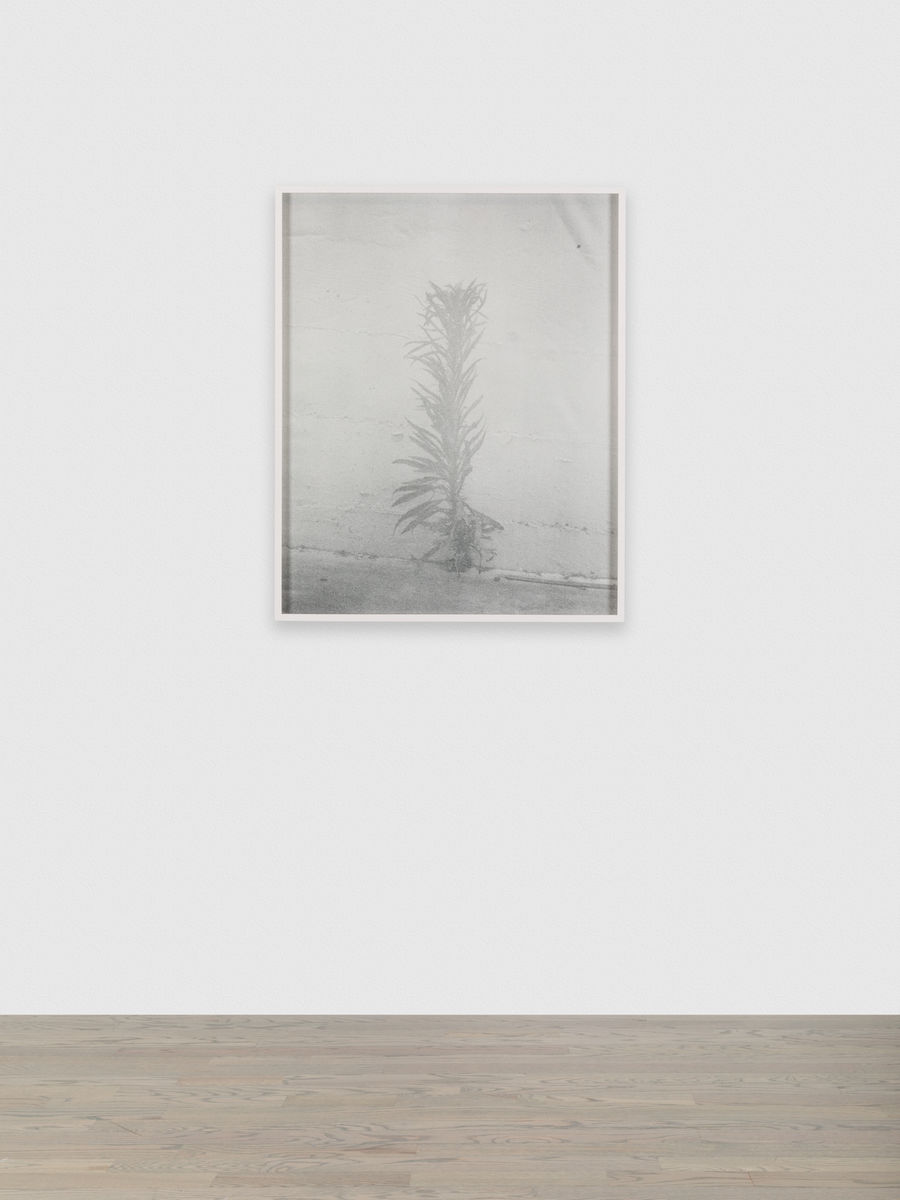 Melanie Schiff; Pale Weed; 2015
