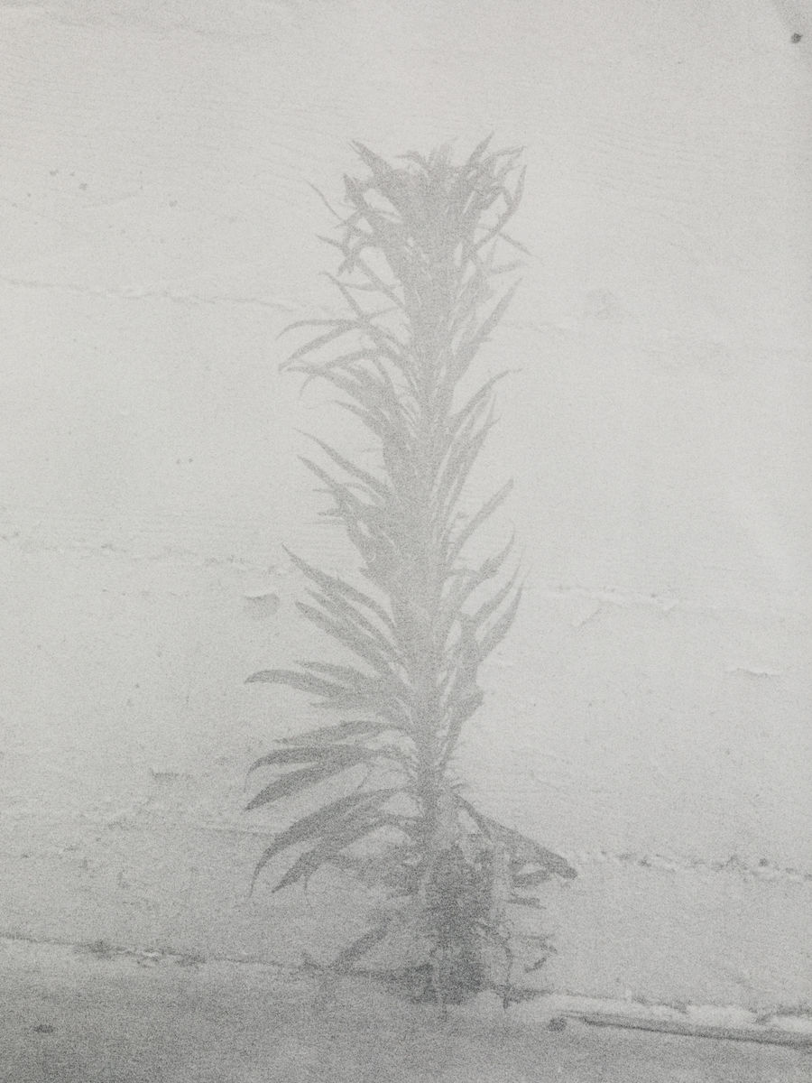 Melanie Schiff; Pale Weed; 2015