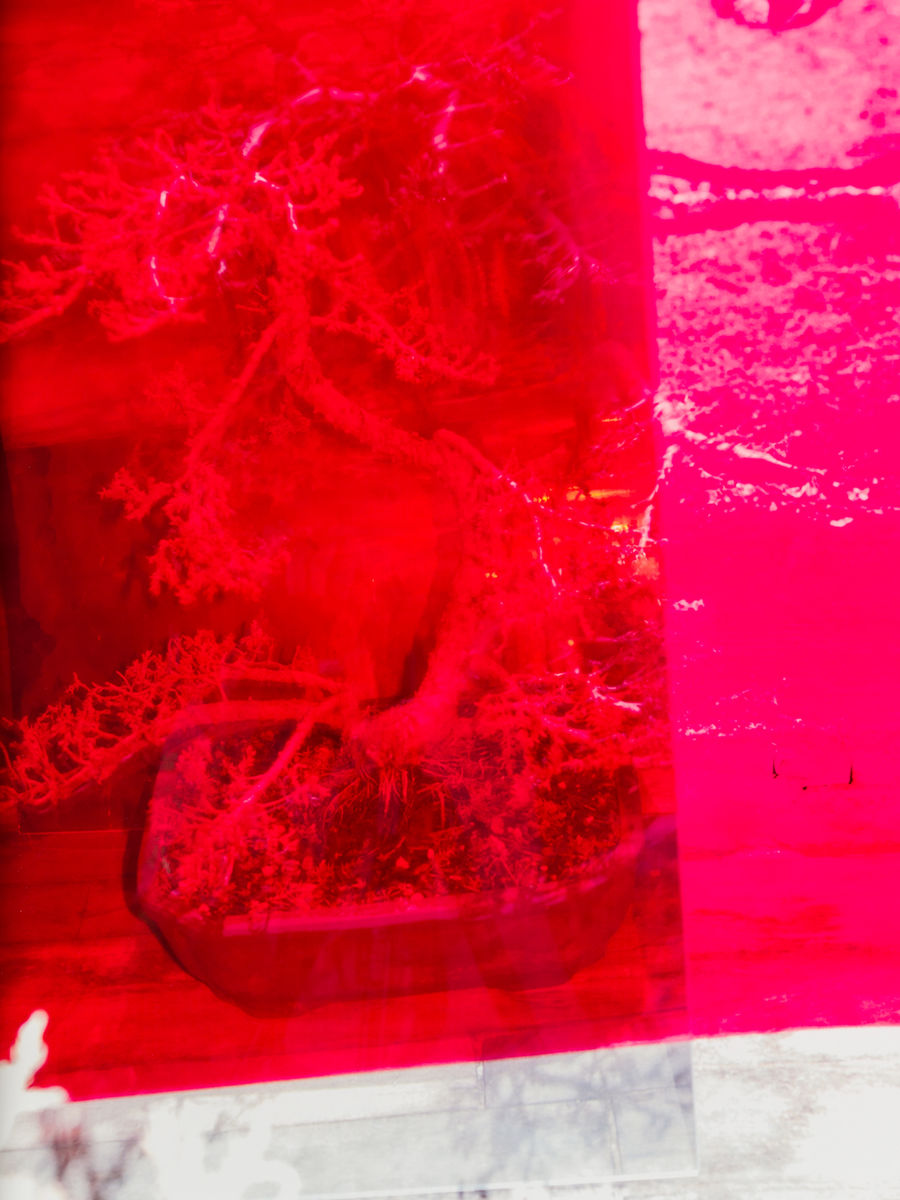 Melanie Schiff; Bonsai in Color; 2021