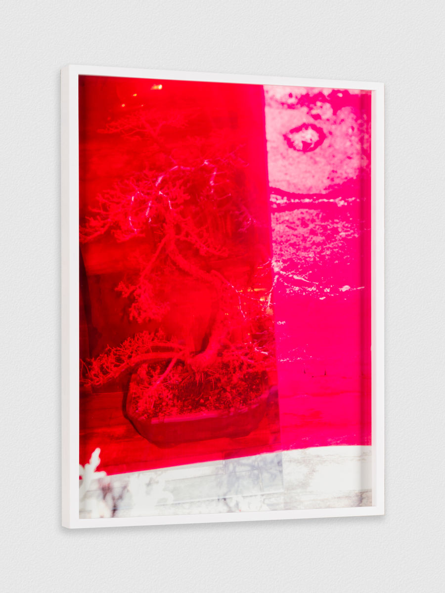 Melanie Schiff; Bonsai in Color; 2021
