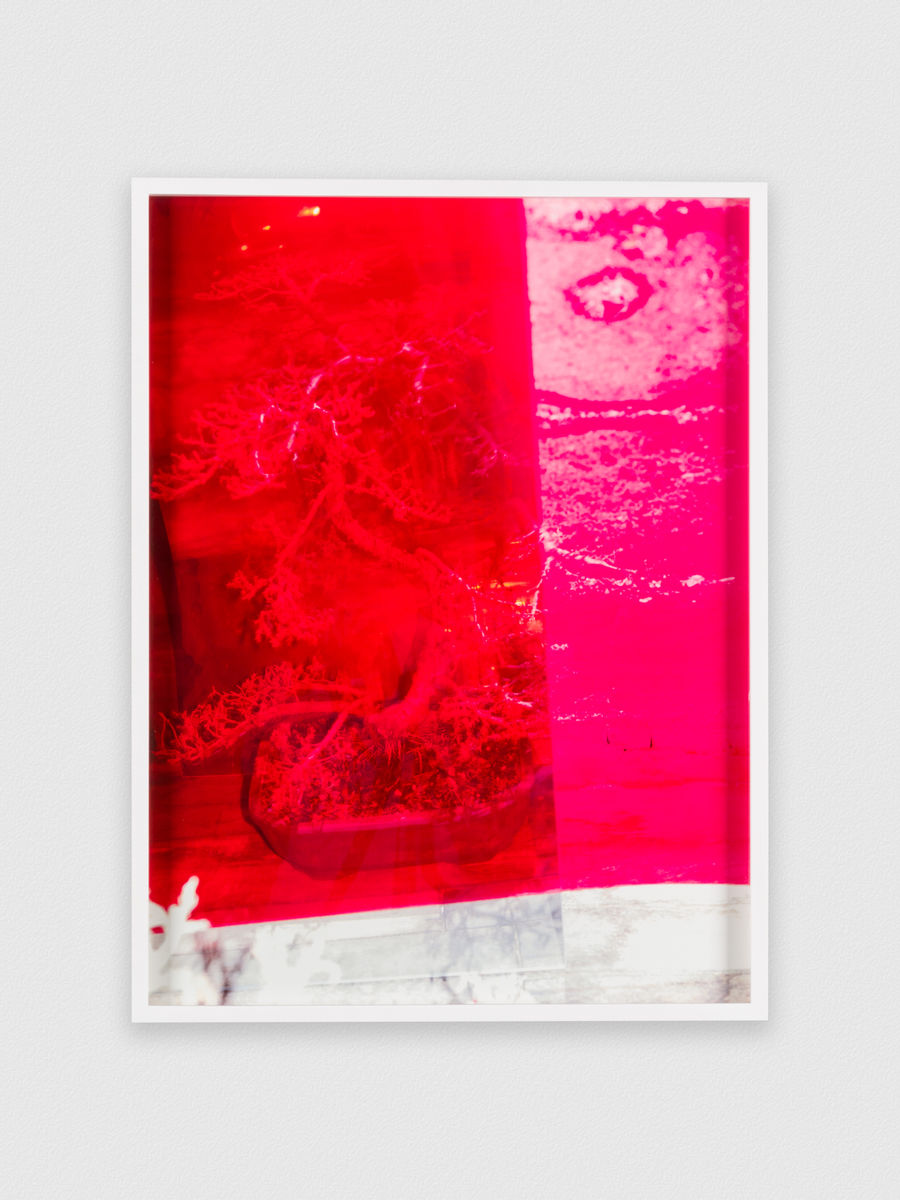 Melanie Schiff; Bonsai in Color; 2021