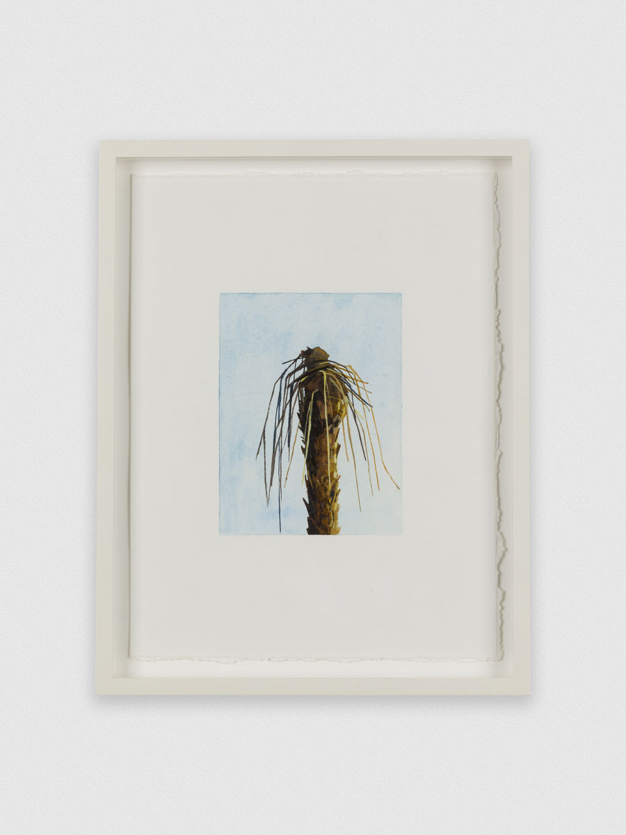 Claire Sherman; Palm Tree; 2014