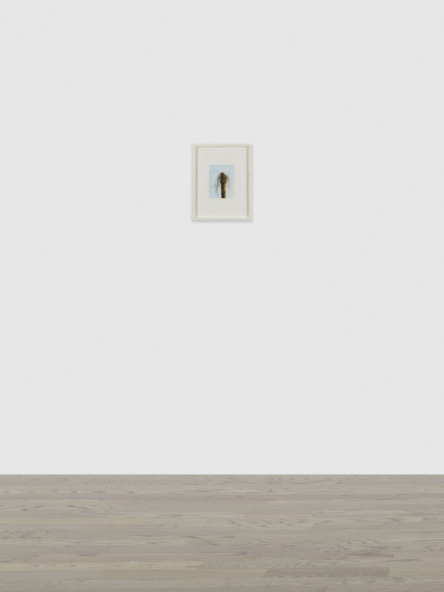 Claire Sherman; Palm Tree; 2014